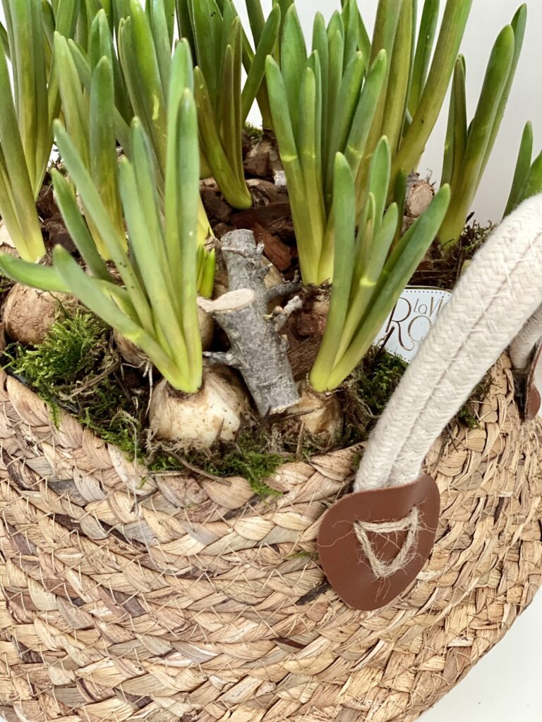 Cos de Primavara cu Bulbi de Narcise - imagine 2