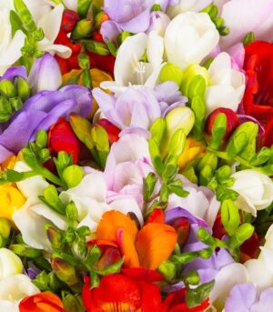 Buchet de Frezii Colorate - imagine 2