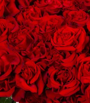 Trandafiri Passionate Love - imagine 3