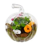 Terariu Dovleac cu Plante Suculente