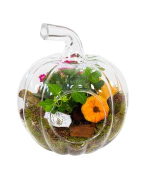 Terariu Dovleac cu Plante Suculente