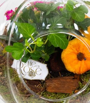 Terariu Dovleac cu Plante Suculente - imagine 3