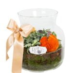 Terariu cu Plante Suculente de Toamna