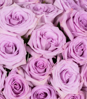 Buchet Gigant de Trandafiri Mov - Simply You - imagine 3