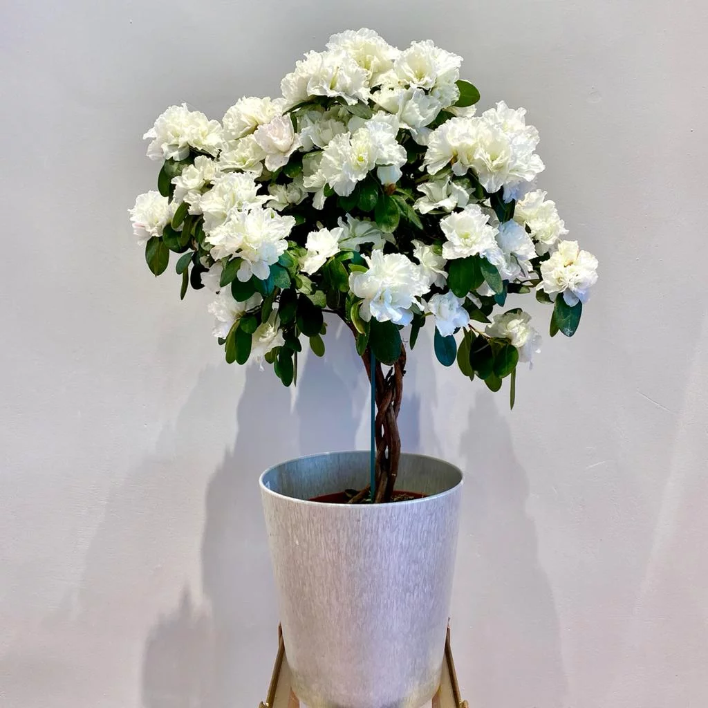 WhatsApp Image 2021 02 02 at 12.38.37 1.jpeg