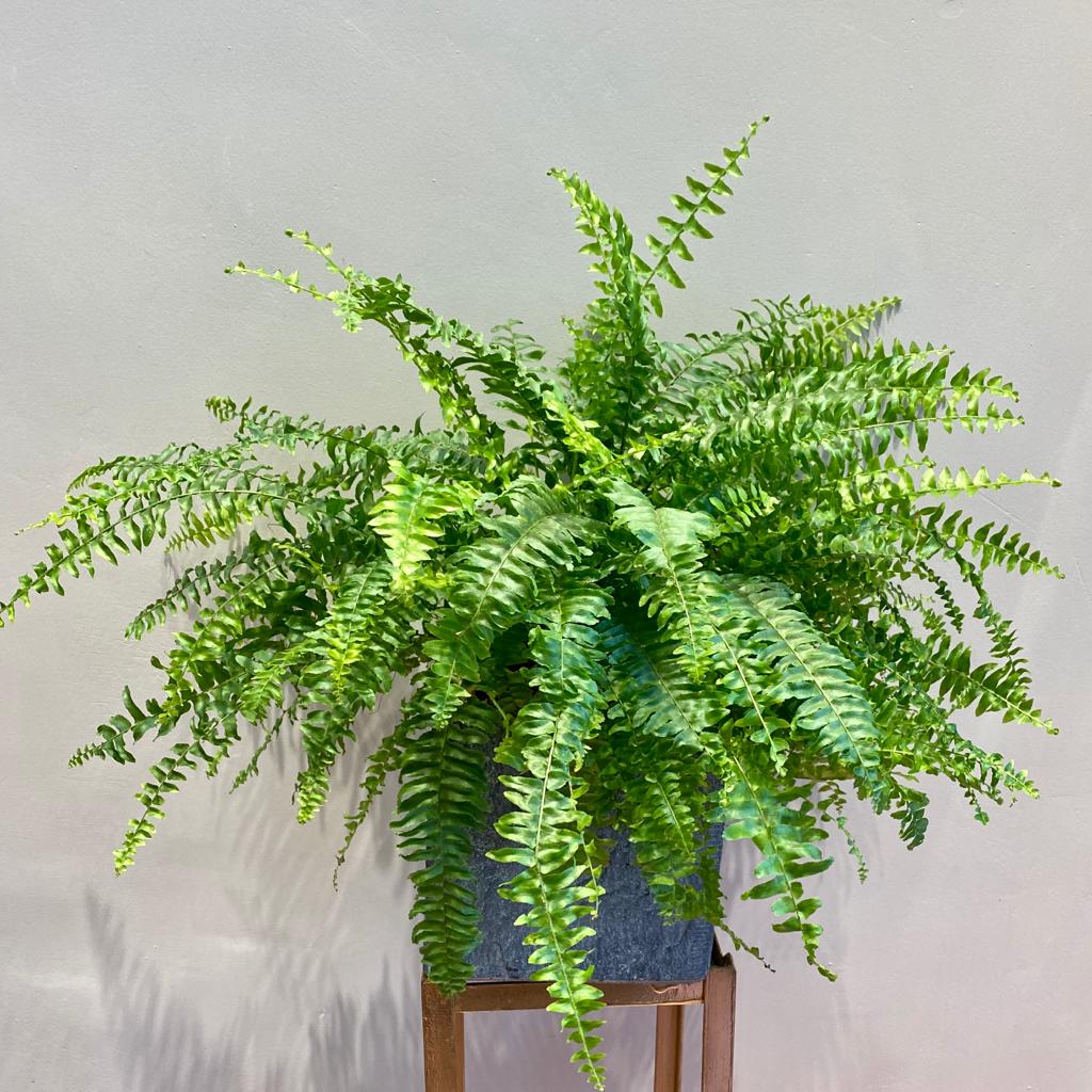 WhatsApp Image 2021 02 02 at 12.38.37 2