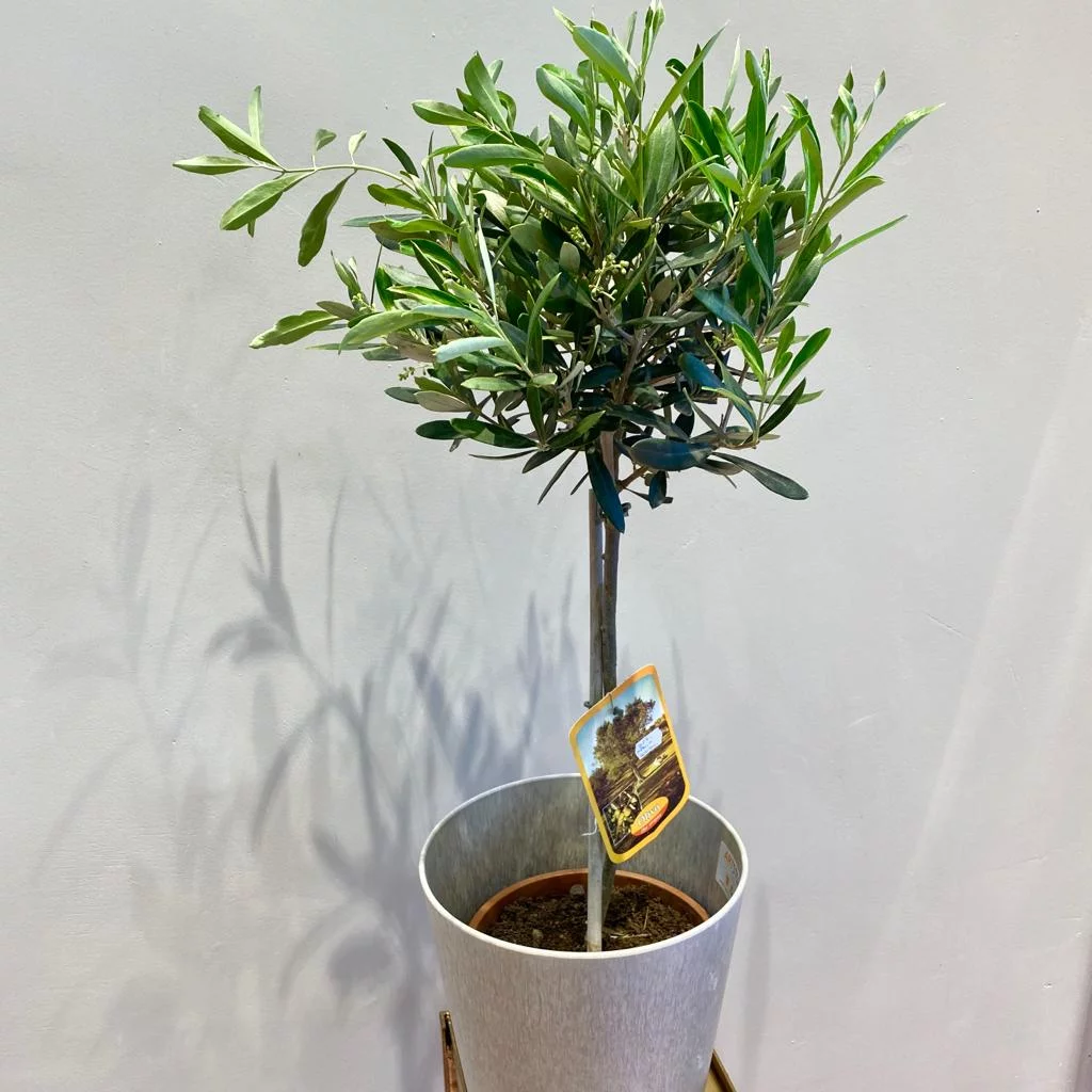 WhatsApp Image 2021 02 02 at 12.38.37 3.jpeg