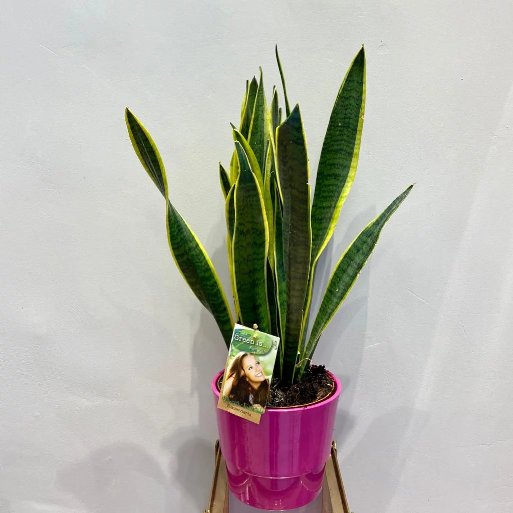 WhatsApp Image 2021 02 02 at 12.38.37 4.jpeg