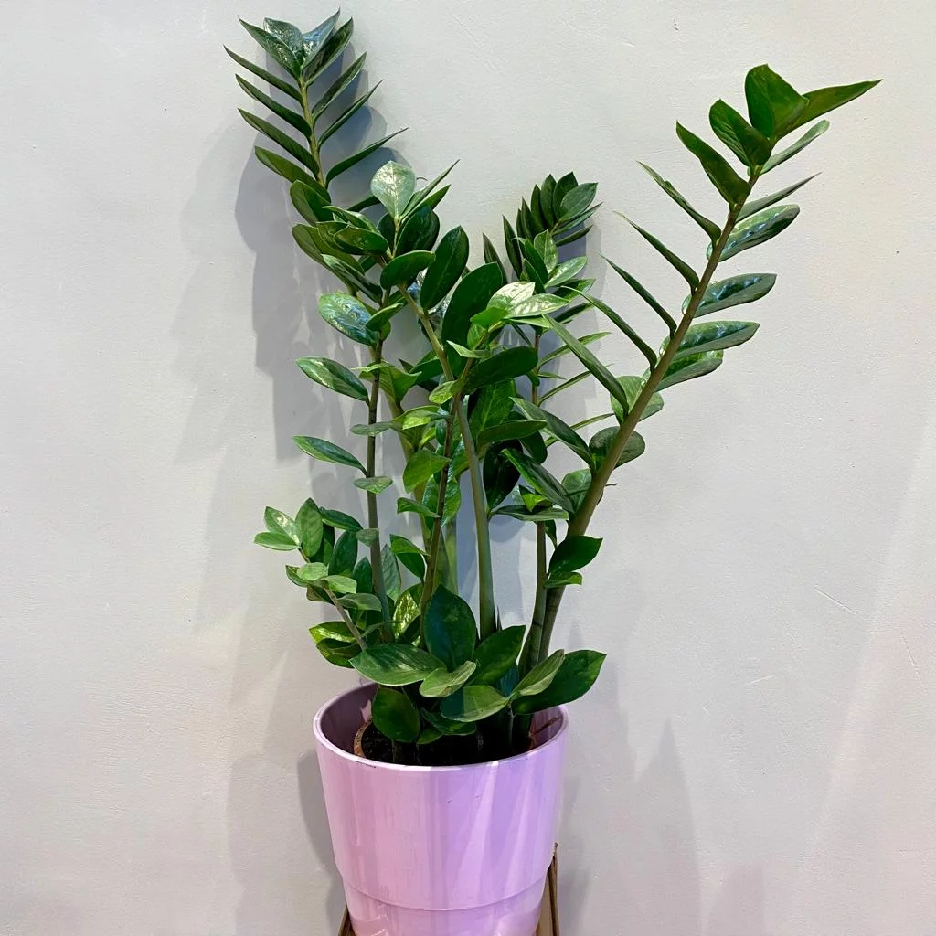 WhatsApp Image 2021 02 02 at 12.38.37.jpeg